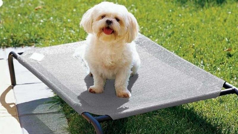 pet bed