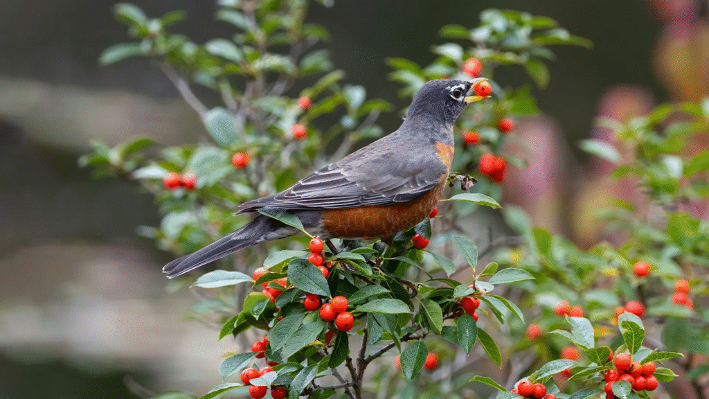 bird