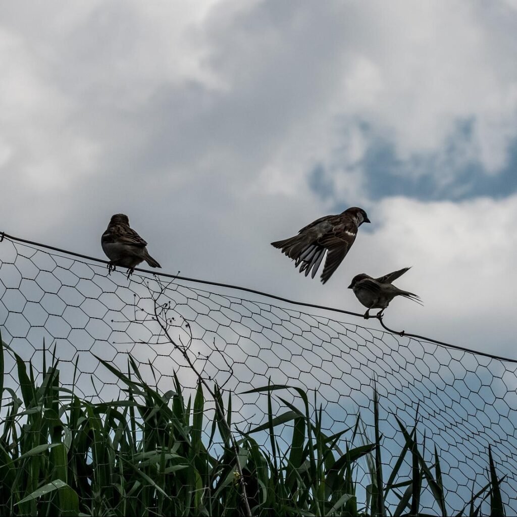 bird netting for crops