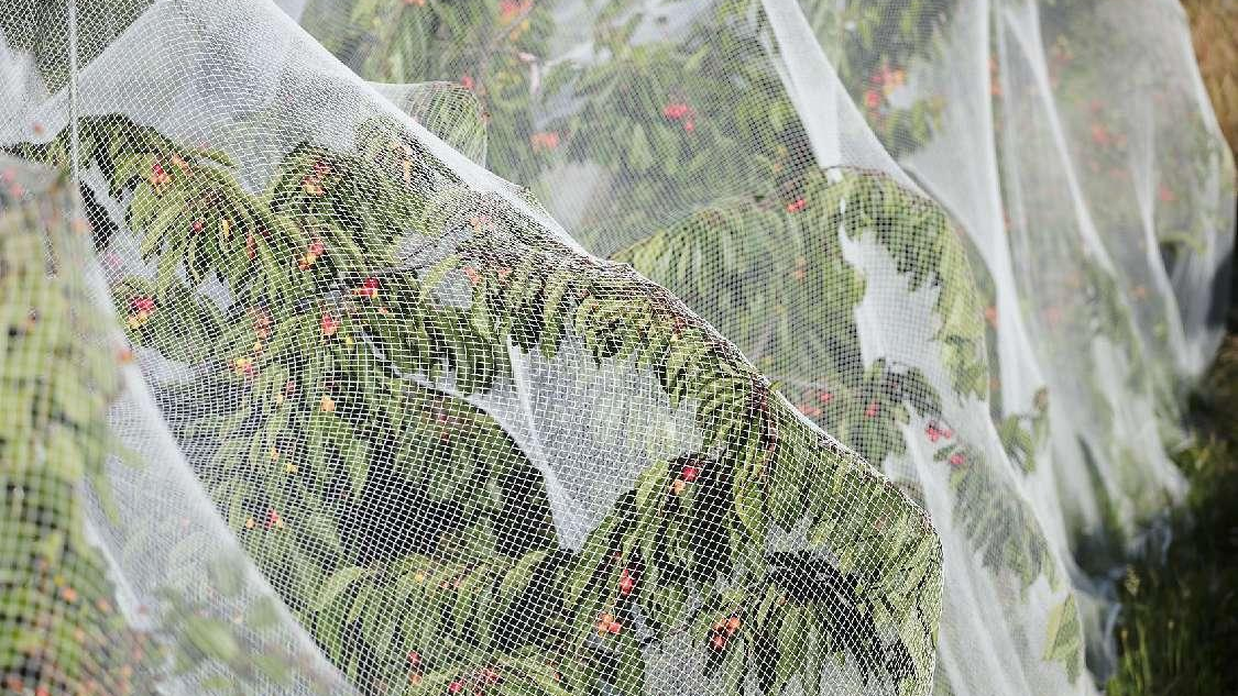 insect netting