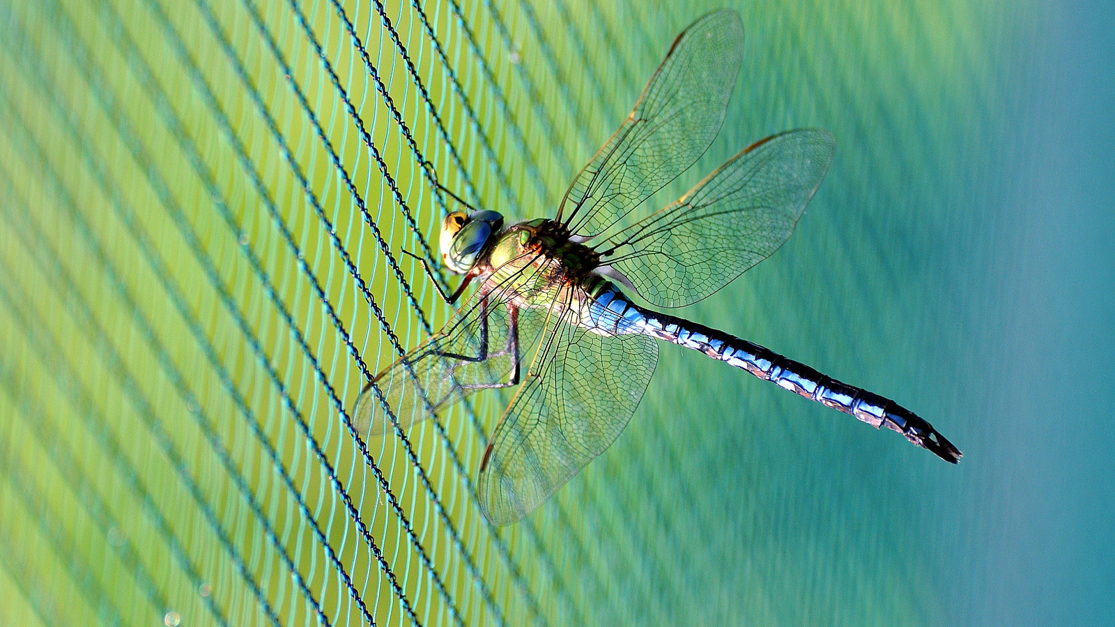 insect netting
