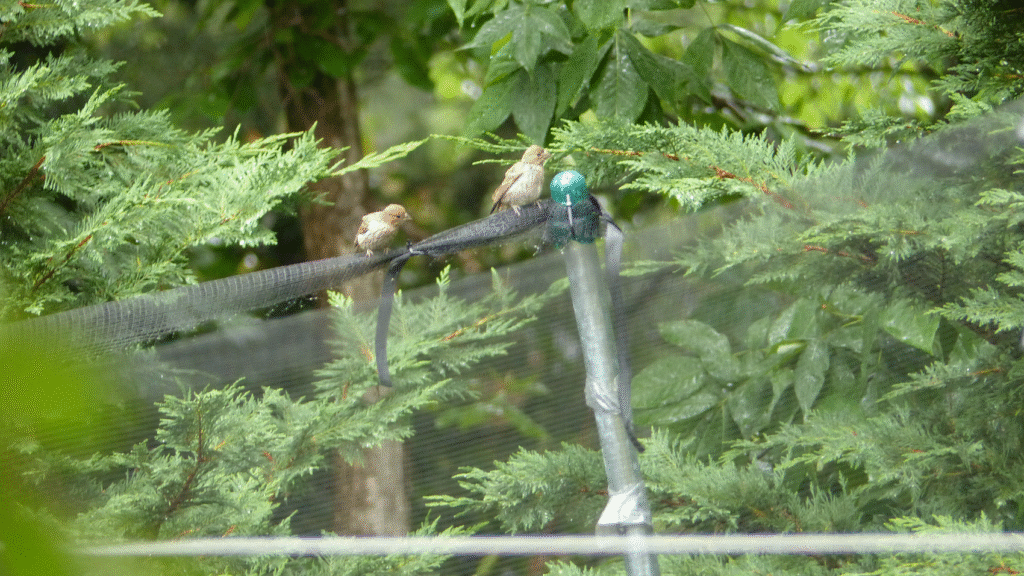 bird netting for garden