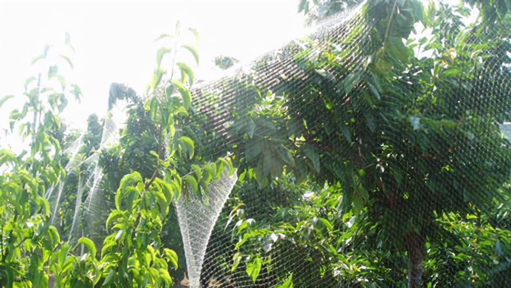 bird netting for plants