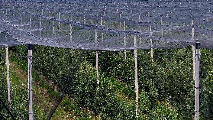hail netting