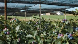 hail netting for gardens