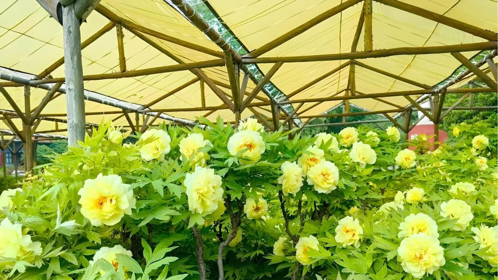 agriculture shade cloth
