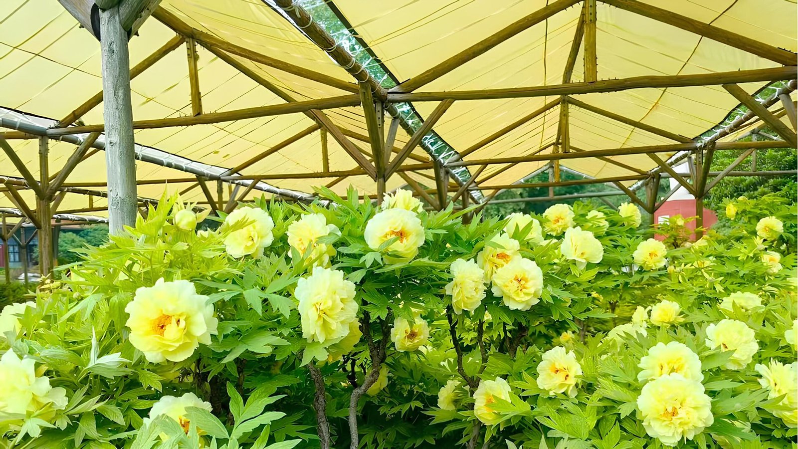 agriculture shade cloth