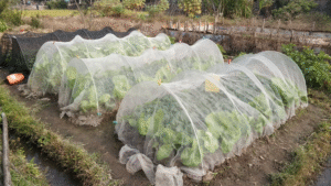 insect netting for cruciferous vegetables
