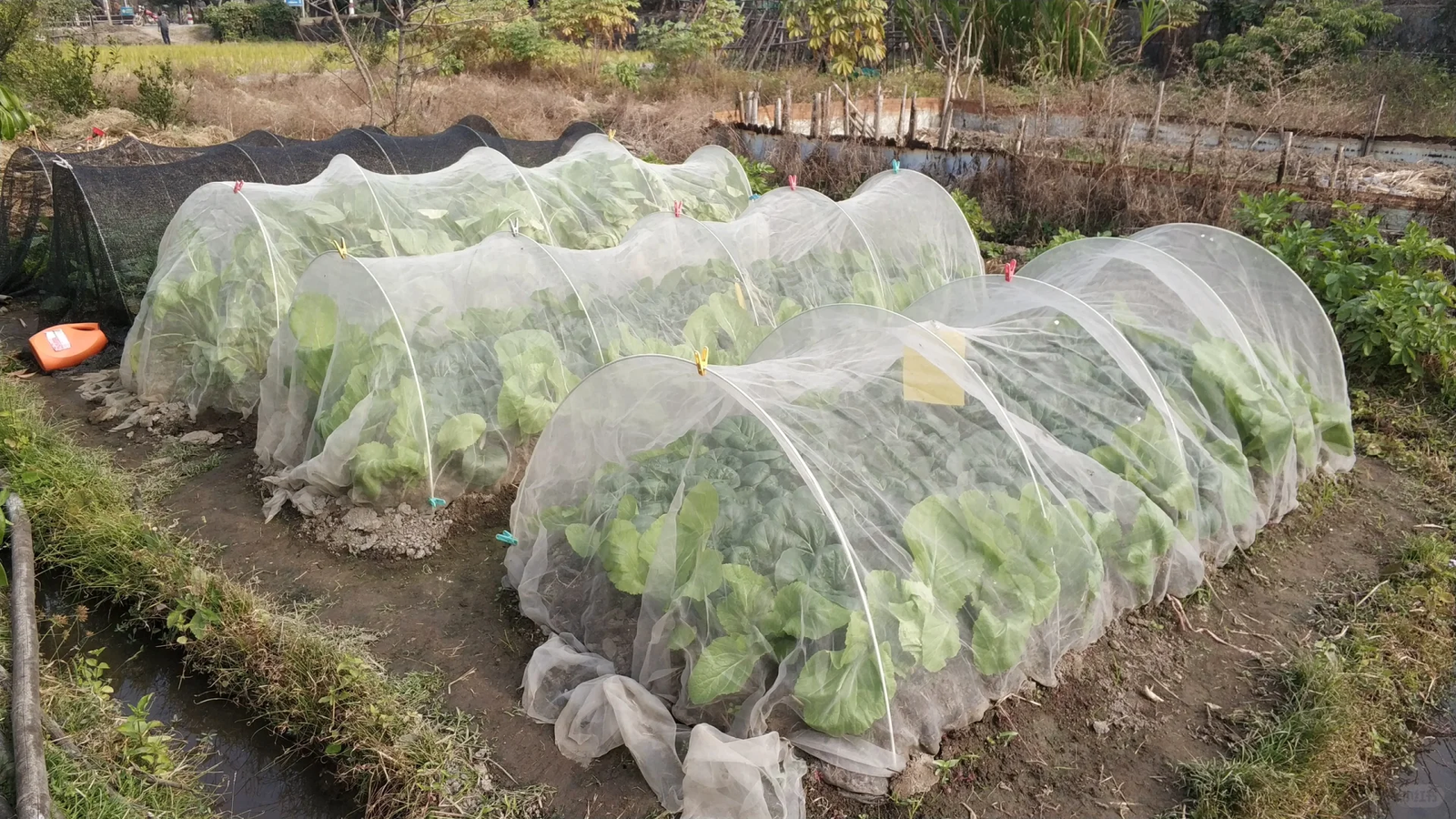 insect netting for cruciferous vegetables