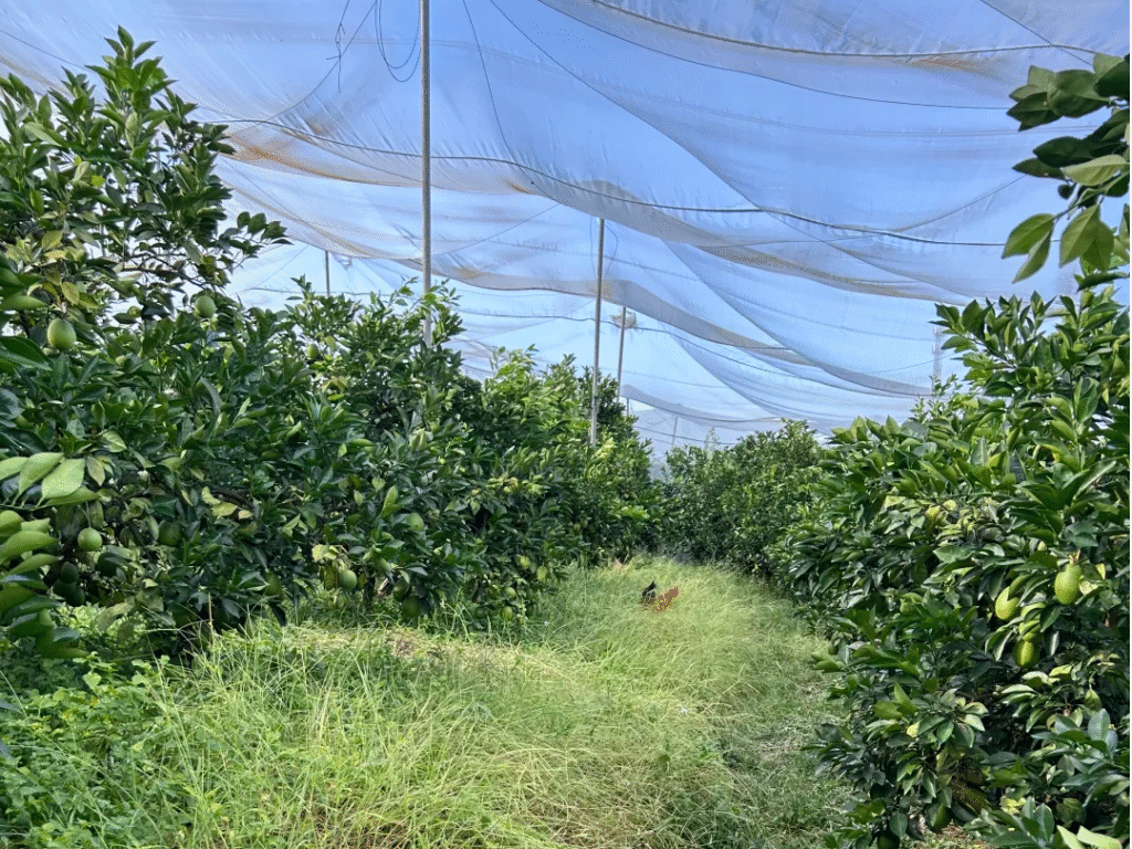 insect net for greenhouse