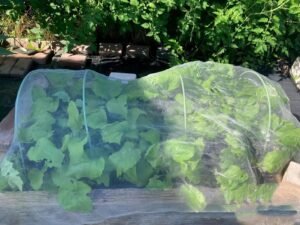 insect netting for vegetables