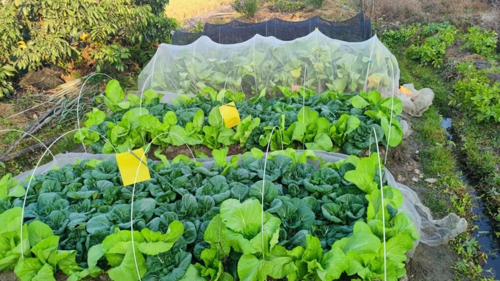 insect net for field and farm