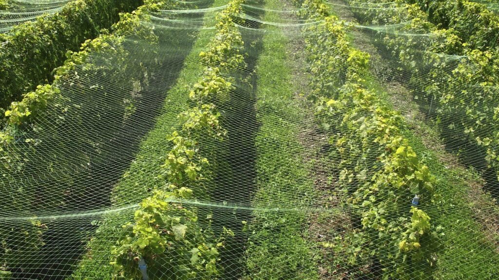 agricultural protection net for protect garden