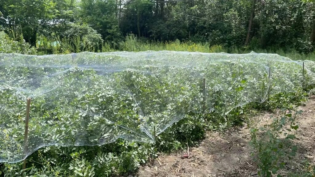 agricultural protection net for protect garden