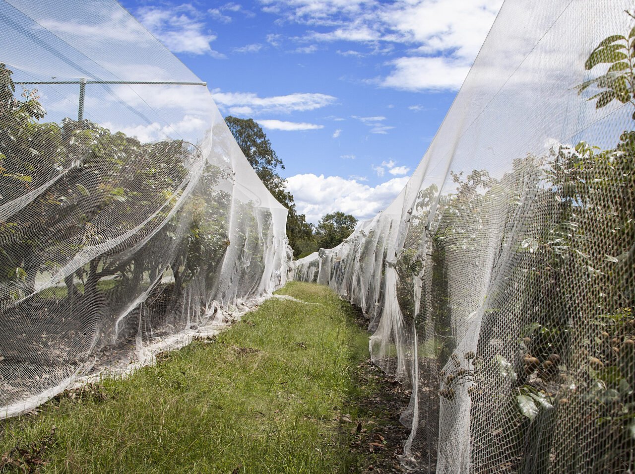 agricultural insect net for plants,gardens,farms,greenhouses