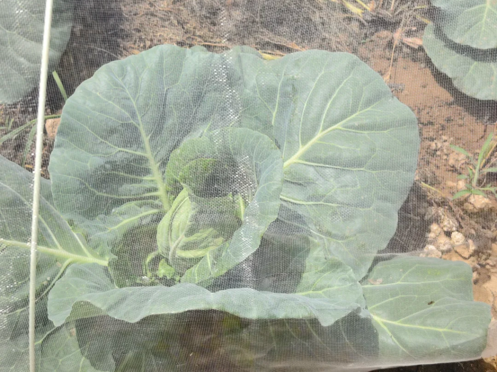 hdpe greenhouse garden farm insect net 50 mesh 10 years lifetime