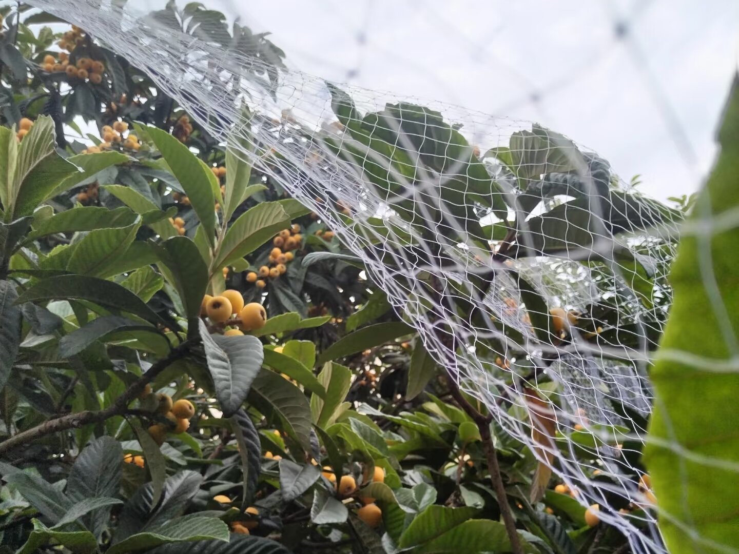 bird netting fabric, 15 years lifetime