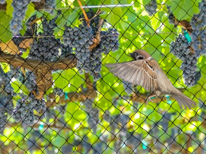 HDPE bird netting fabric, 15 years lifetime